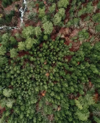 Forest Aerial View
